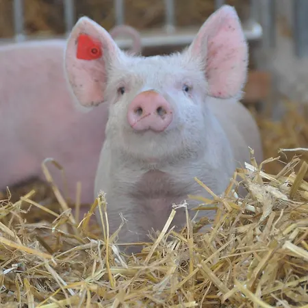 Gastagwirt 4* 유겐도르프