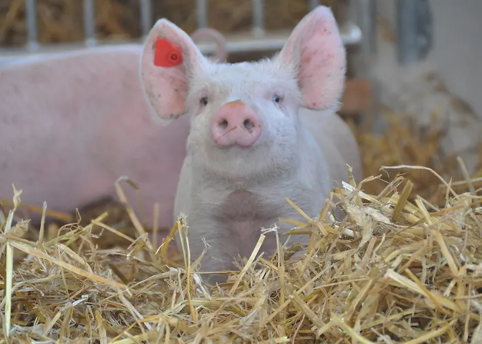 Gastagwirt 4* Eugendorf